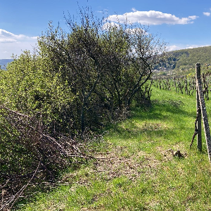 Ostránenie náletových drevín, čistenie krajného riadku cca 50m v. Záchrana starého vinohradu.