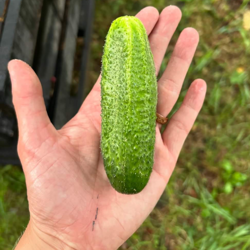 GROWNi project image