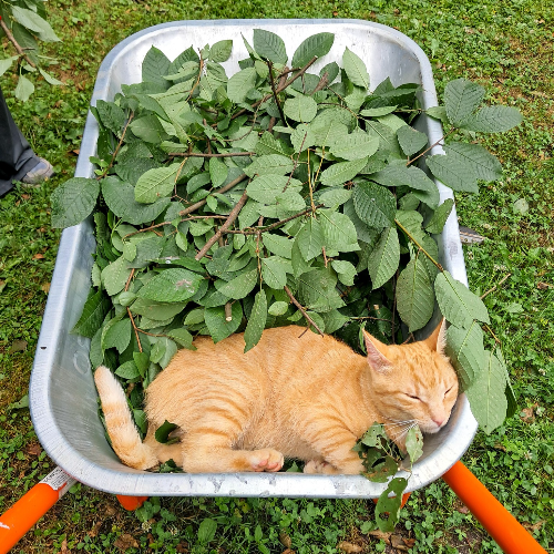 GROWNi project image