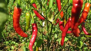 Pepper