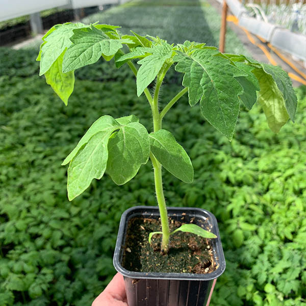 Tomato