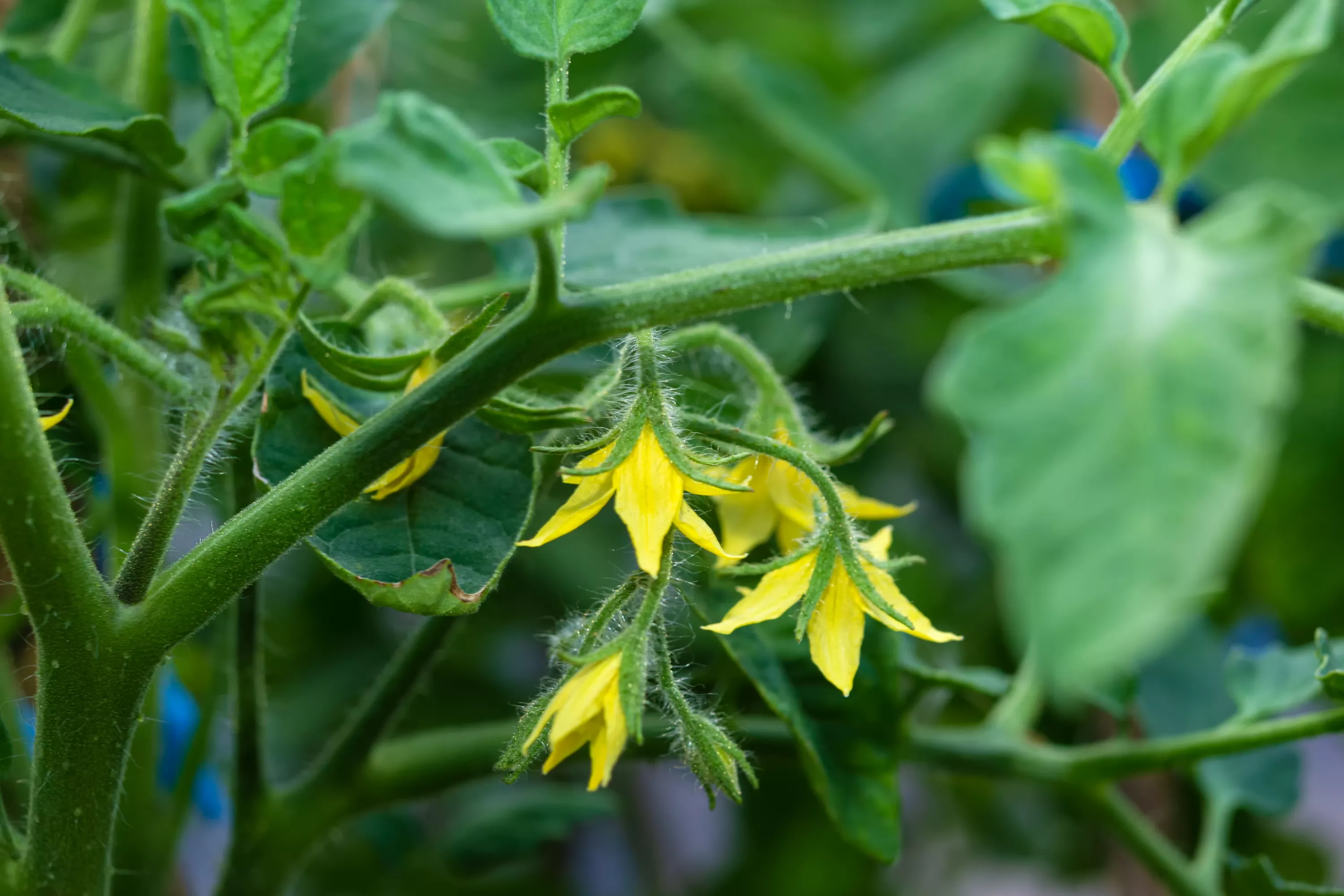 Tomato