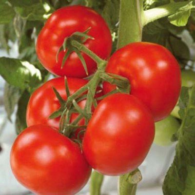 Tomato