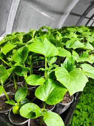 Cucumber