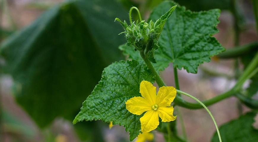 Cucumber