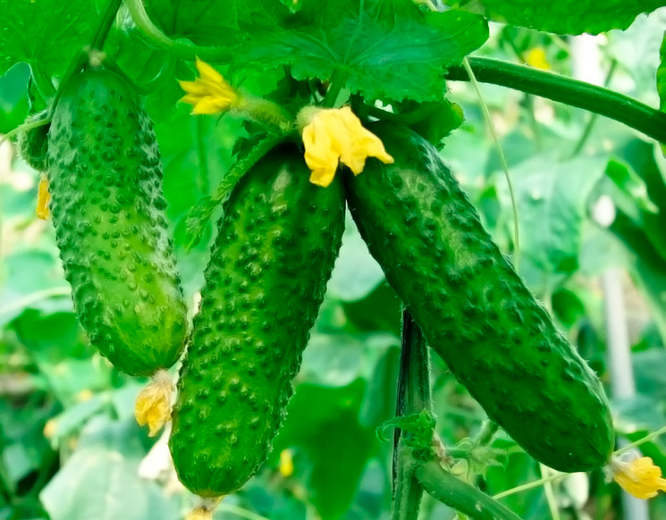 Cucumber