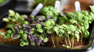 Basil
