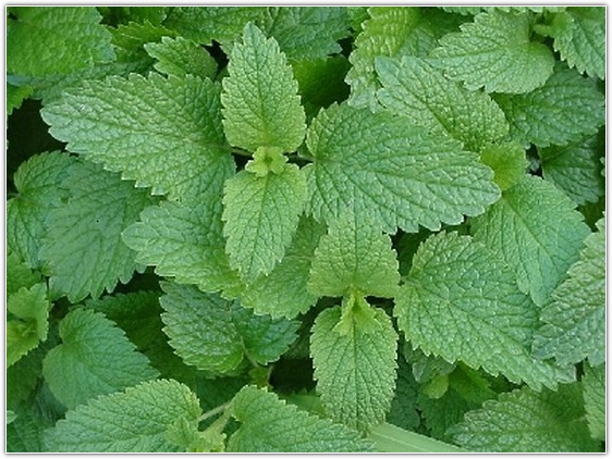 Mint