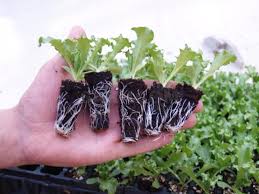 Lettuce