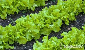 Lettuce