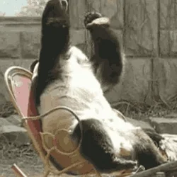 A panda on a rocking chair covering its face in embarrassment.