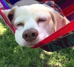 Dog resting in a hammock
