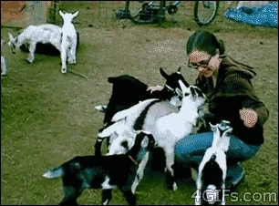 Many goat kids overwhelming a woman and climbing on top of her.