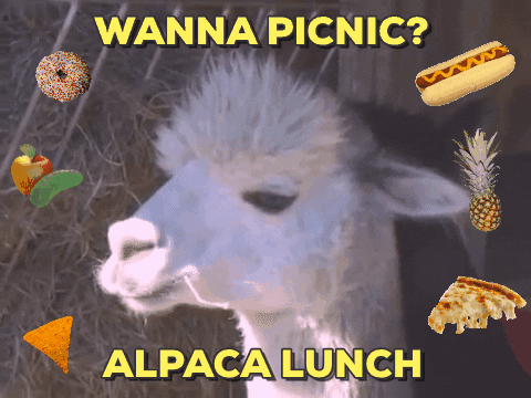 A GIF with an Alpaca that reads 'Wanna Picnic? Alpaca Lunch'