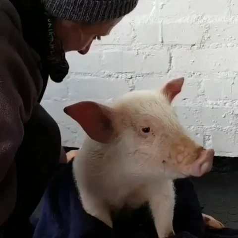 A happy pig being pet.