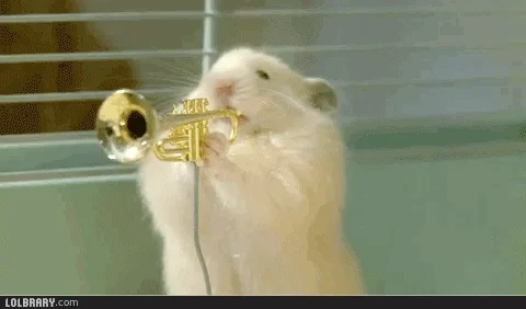 Gif showing hamsters playing different musical instruments