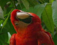 A parrot turning its head