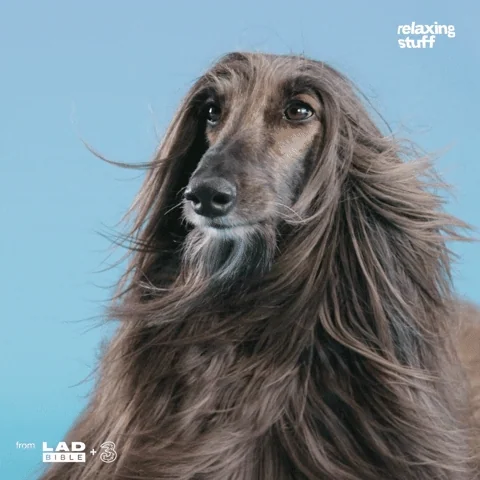 A majestic Afghan Hound's hair blows in the wind in slow motion.