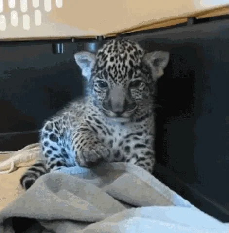 A baby snow leopard slowly lowering it's paw. The text reads: "Dude, chill, just chill."