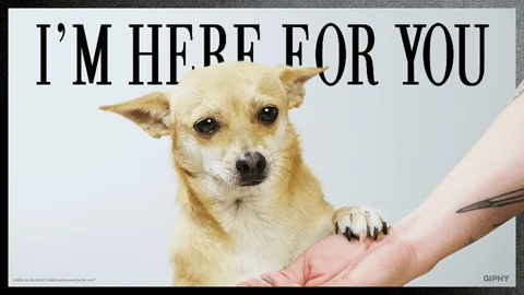 A chihuahua holding a human's arm. The caption reads: 