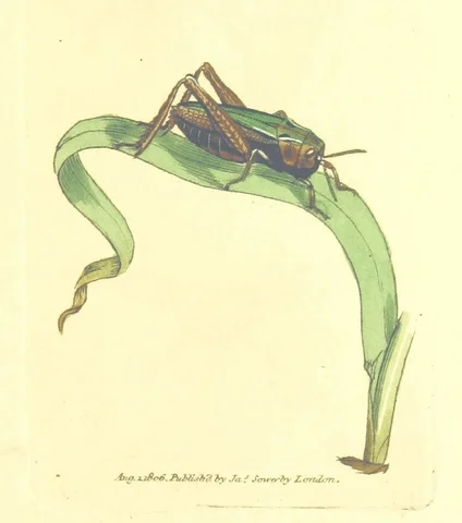 A grasshopper leaping onto a blade of grass.