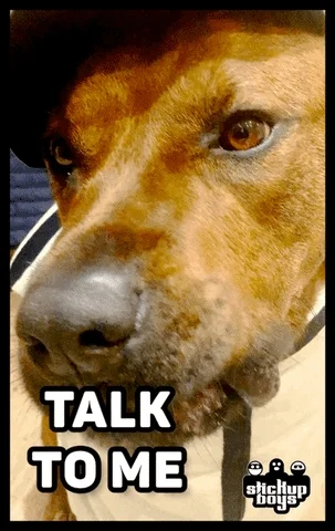 A close-up of a dogwith a caption reads, 'Talk to me.'