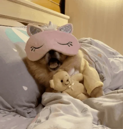 A dog lies in bed wearing a sleep mask and holding a teddy bear.