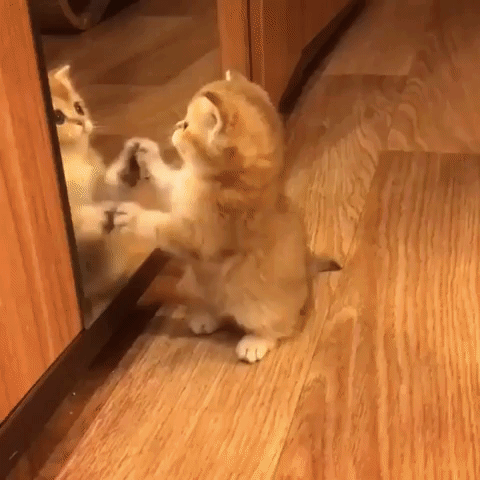 Adorable kitten looking in mirror at its reflection and playing with the kitten in the mirror.
