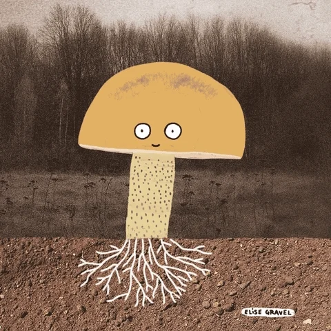 A mushroom slowly grows upward from the soil until it opens fully.