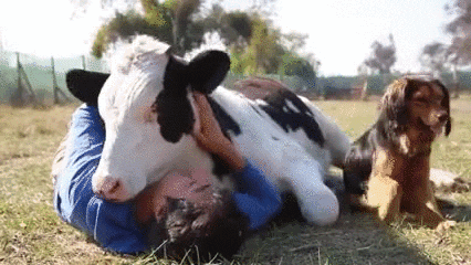 A person cuddling with a cow