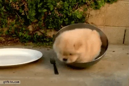 A puppy rolling around inside a metal bowl.