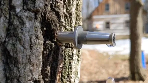 A tap from a maple tree drips sap.