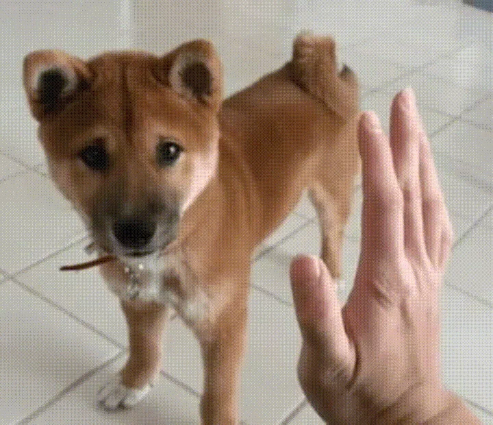 An owner and puppy give each other a high five.