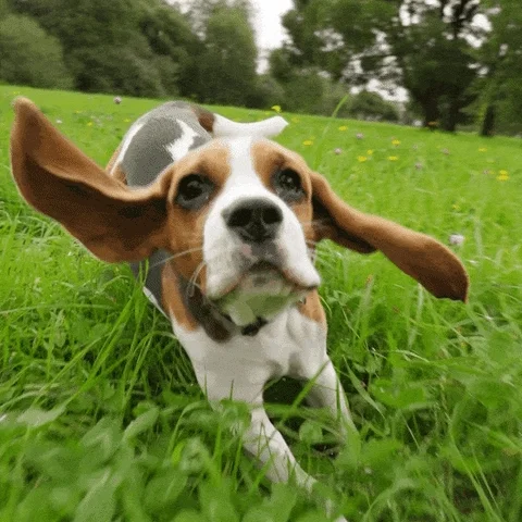 A beagle puppy with floppy ears running, with the caption 