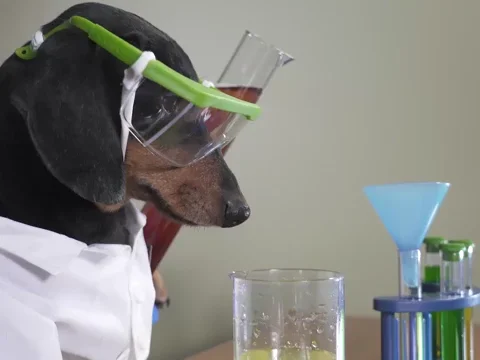 A dog is doing a chemistry experiment.