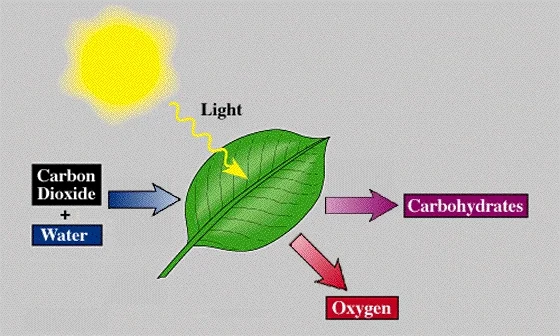 A diagram of light converting carbon dioxide and water into oxygen and carbohydrates.
