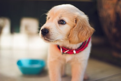 Image for Byte titled 'Buying a puppy from an ethical breeder? Here's why it's so expensive 🐶 💸'