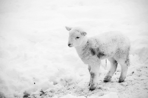 A lamb on a field. The text reads, 'Compassion for all.'