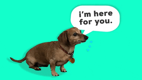Small dog barking and saying i'm here for you.