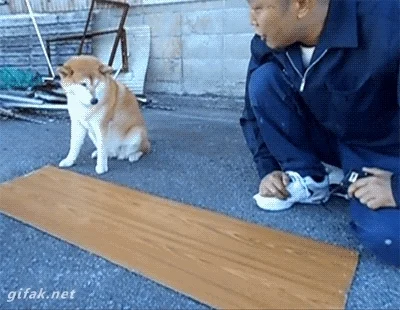 A dog helping a man measure a board with measuring tape.