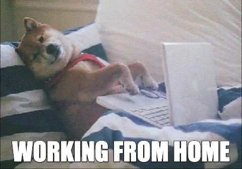 A dog lying on a couch with a computer. The caption reads: 