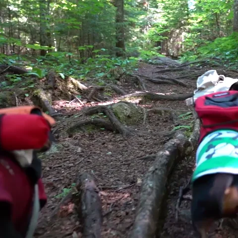 Two small dogs hiking down a forest trail. They have packs on their backs.
