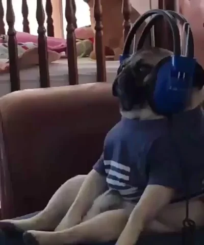 A pug has headphones on.