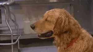 A dog wiping sweat from its face.