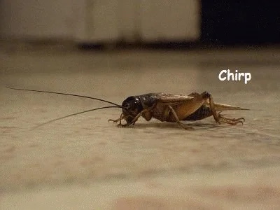A cricket chirps.
