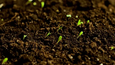 A time lapse sequence of plants growing from a bed of soil.