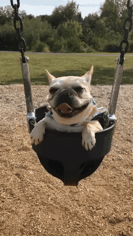 A dog on a swing.
