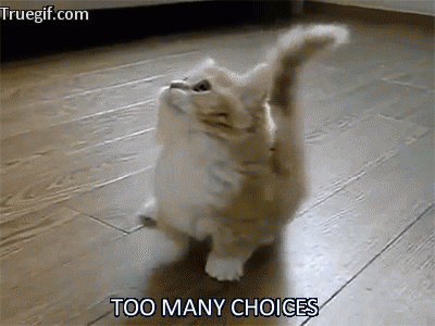 Gif of a cat looking side to side frantically, with text saying 