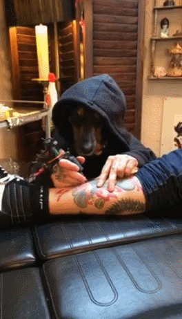 A dog in a hoodie and sunglasses tattooing a person's arm