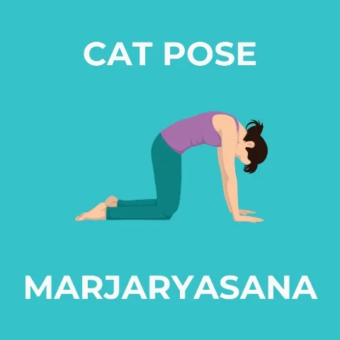 An animation of the cat-cow yoga pose.